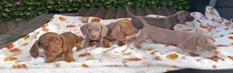 Miniature Dachshund dogs for sale: A QUALITY LITTER MINI KC REG HEALTH TESTED - Advert 7