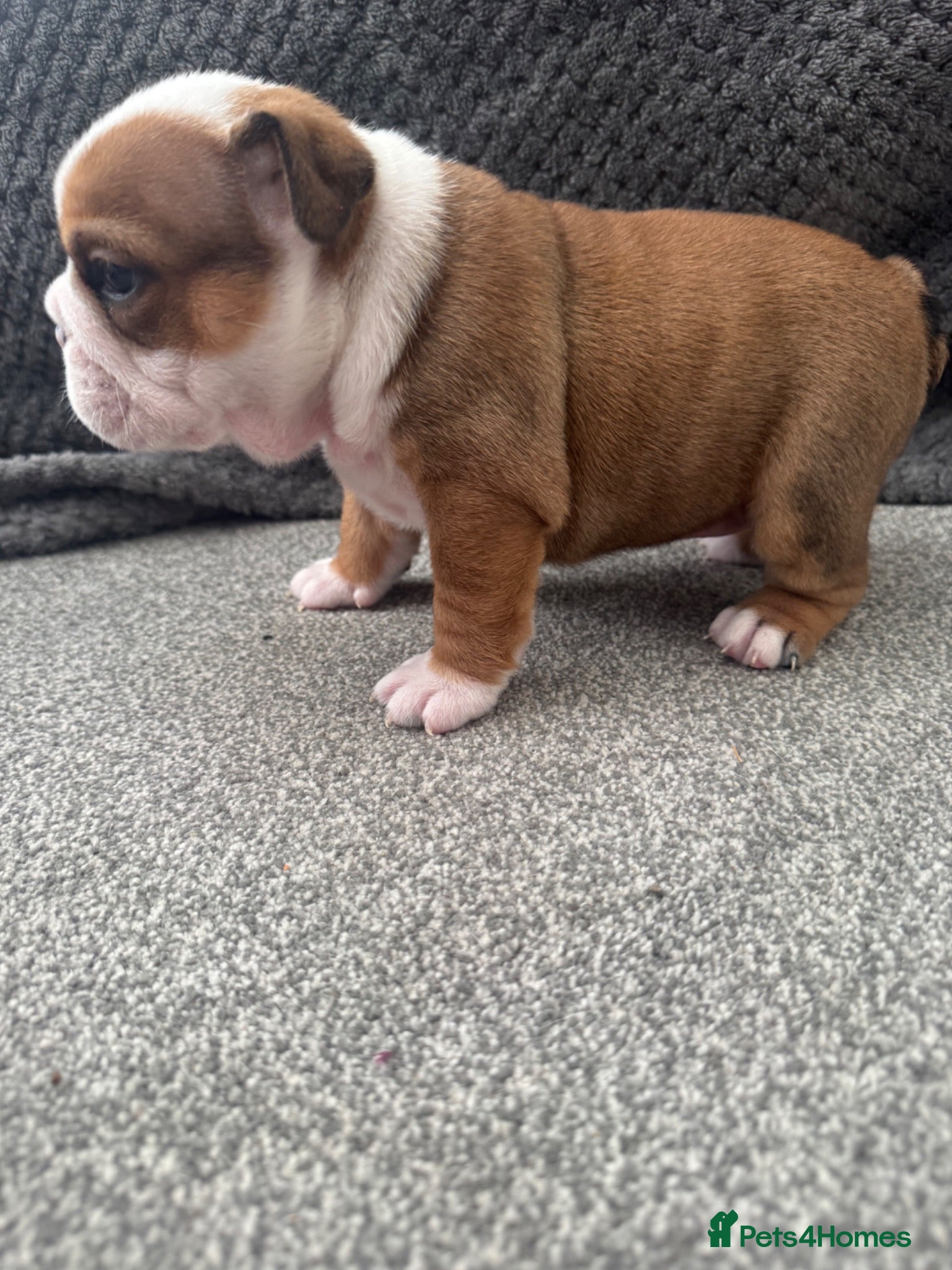English Bulldog dogs Red/White KC Reg Female English Bulldog Puppy - Advert 2