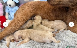 Maltipoo dogs for sale: 7 stunning f1 Maltipoo's. Fully DNA & Heath clear - Image 18