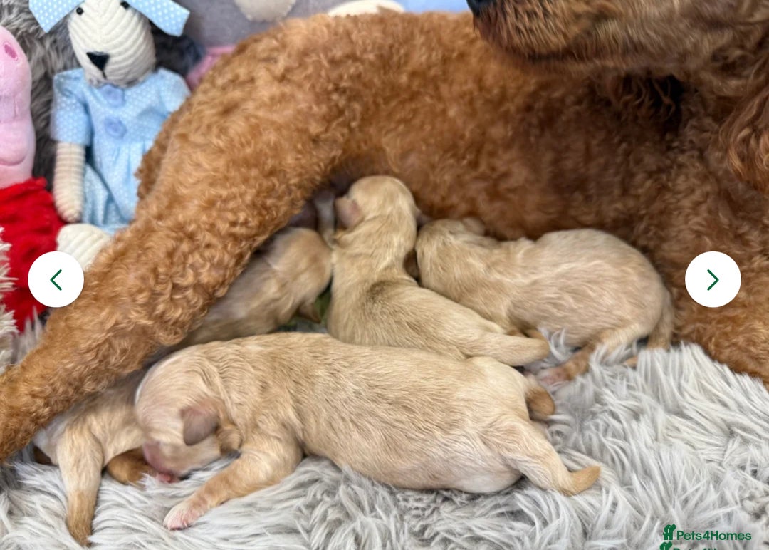 Maltipoo dogs for sale: 7 stunning f1 Maltipoo's. Fully DNA & Heath clear - Image 18