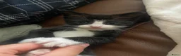 Mixed Breed cats for sale: Two gorgeous kittens - Advert 15