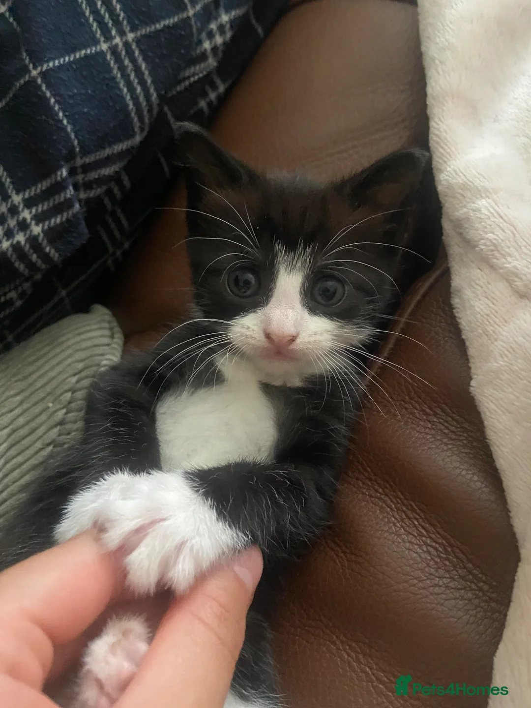 Mixed Breed cats for sale: Two gorgeous kittens - Advert 15