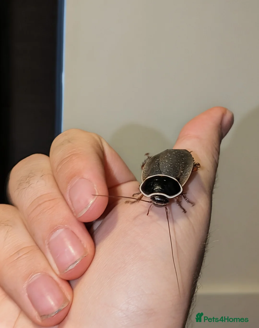 Mixed Breed invertebrates for sale: Pink Flatback Millipedes & Extinct Cave Roaches in Harpenden - Advert 5