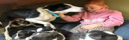 Bordoodle dogs for sale: Gorgeous Collie cross Poodle - Advert 4