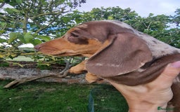 Dachshund dogs for sale: Standard Dachshund Show-quality Puppies - Image 12