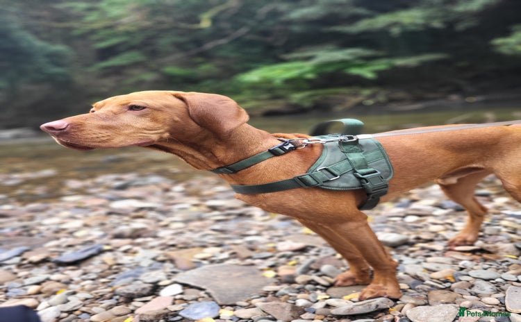 Hungarian Vizsla dogs - Advert 1