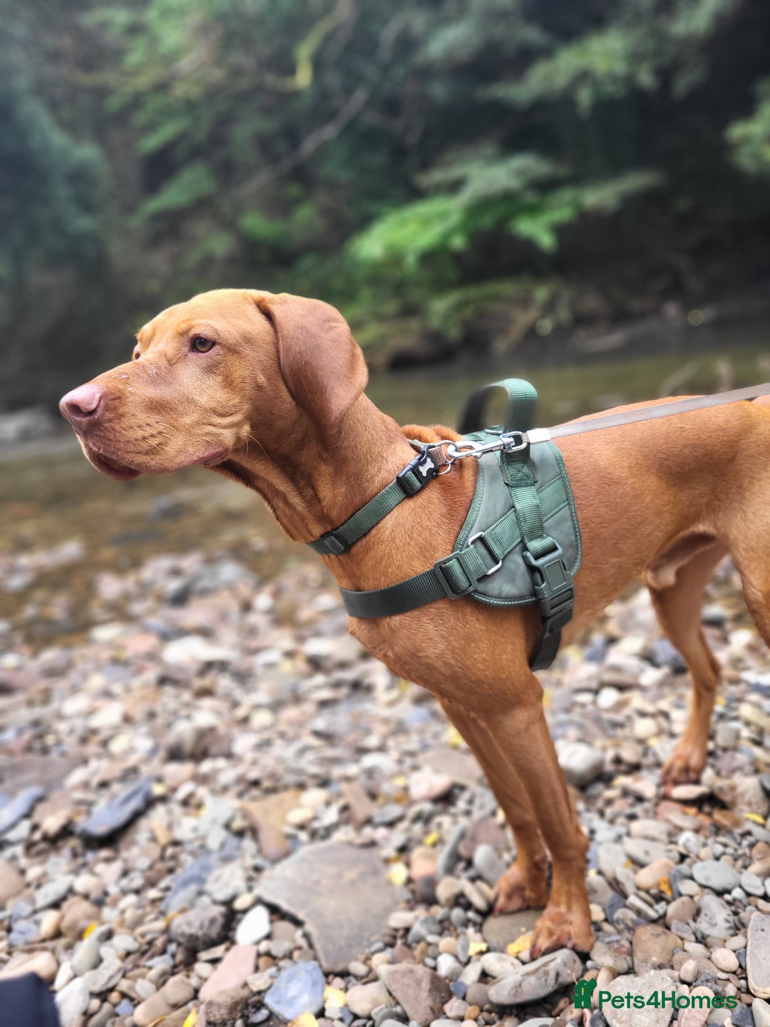 Hungarian Vizsla dogs for sale: Ralph - Image 1