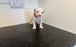 Dalmatian dogs for sale: 🐶 Stunning Dalmatian Puppies Ready 28th August 🐶 - Image 10