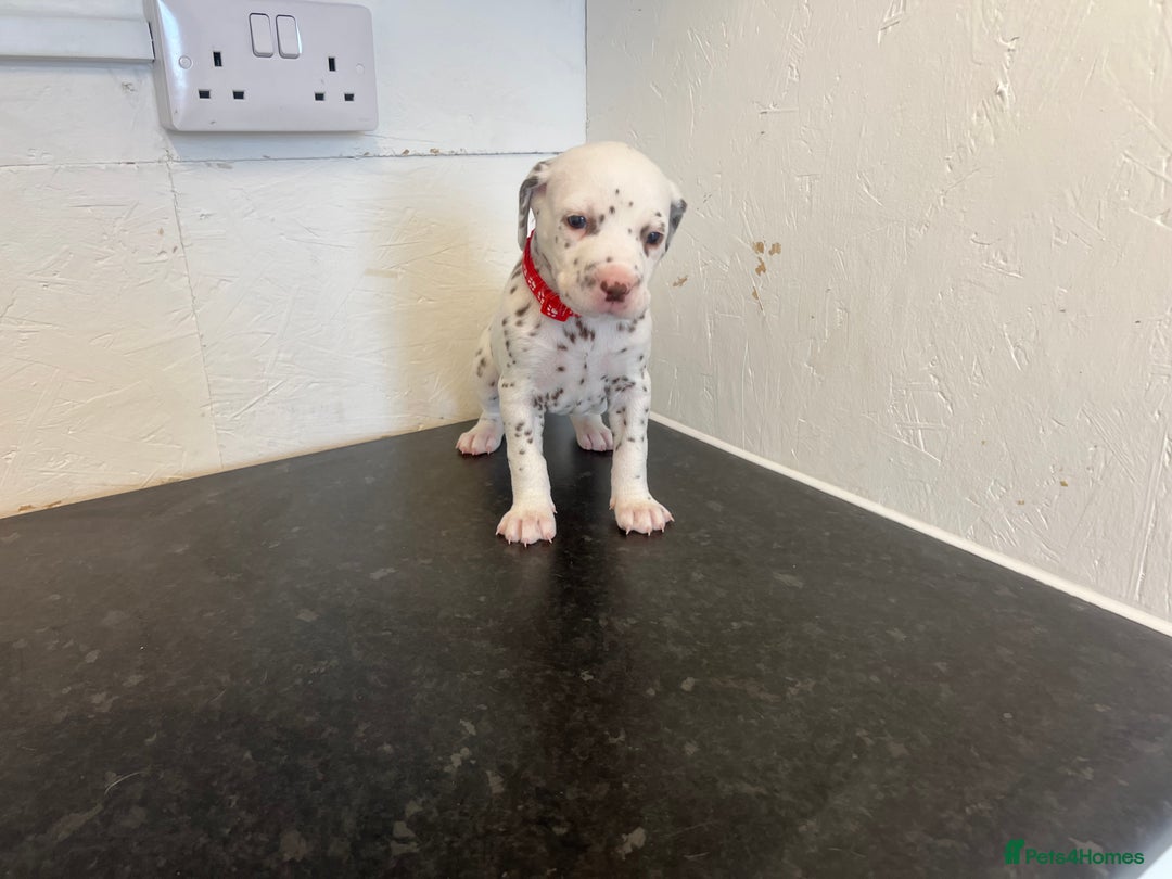 Dalmatian dogs for sale: 🐶 Stunning Dalmatian Puppies Ready 28th August 🐶 - Image 10