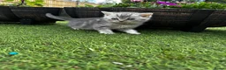 British Shorthair cats for sale: Pure Silver British Shorthair boy  - Advert 11
