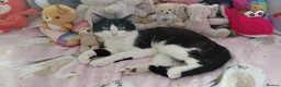 Mixed Breed cats for sale: Beautiful male cat  in Cannock - Advert 1
