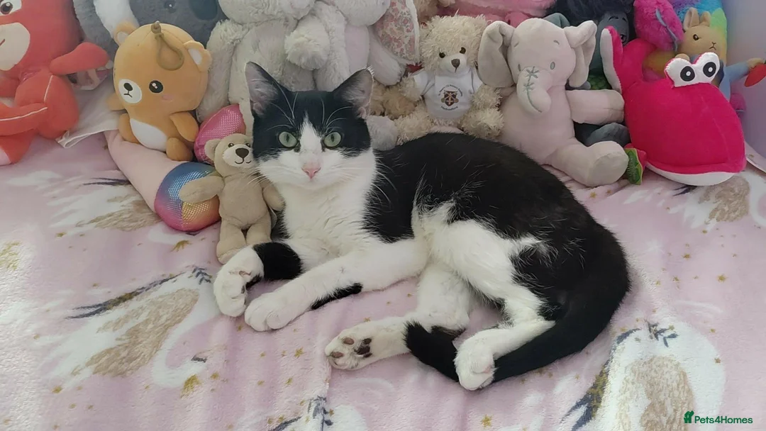 Mixed Breed cats for sale: Beautiful male cat  in Cannock - Advert 1