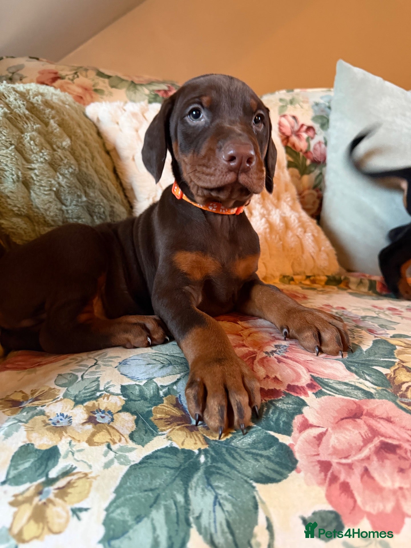 Dobermann dogs for sale: 8 stunning Doberman puppies  - Advert 2