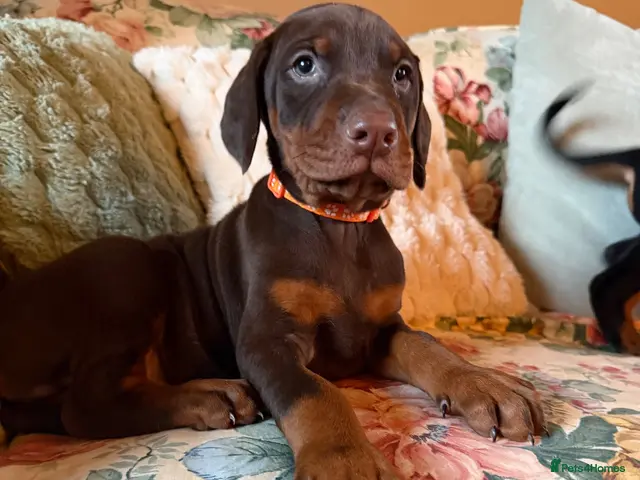 Dobermann dogs for sale: 8 stunning Doberman puppies - Advert 2