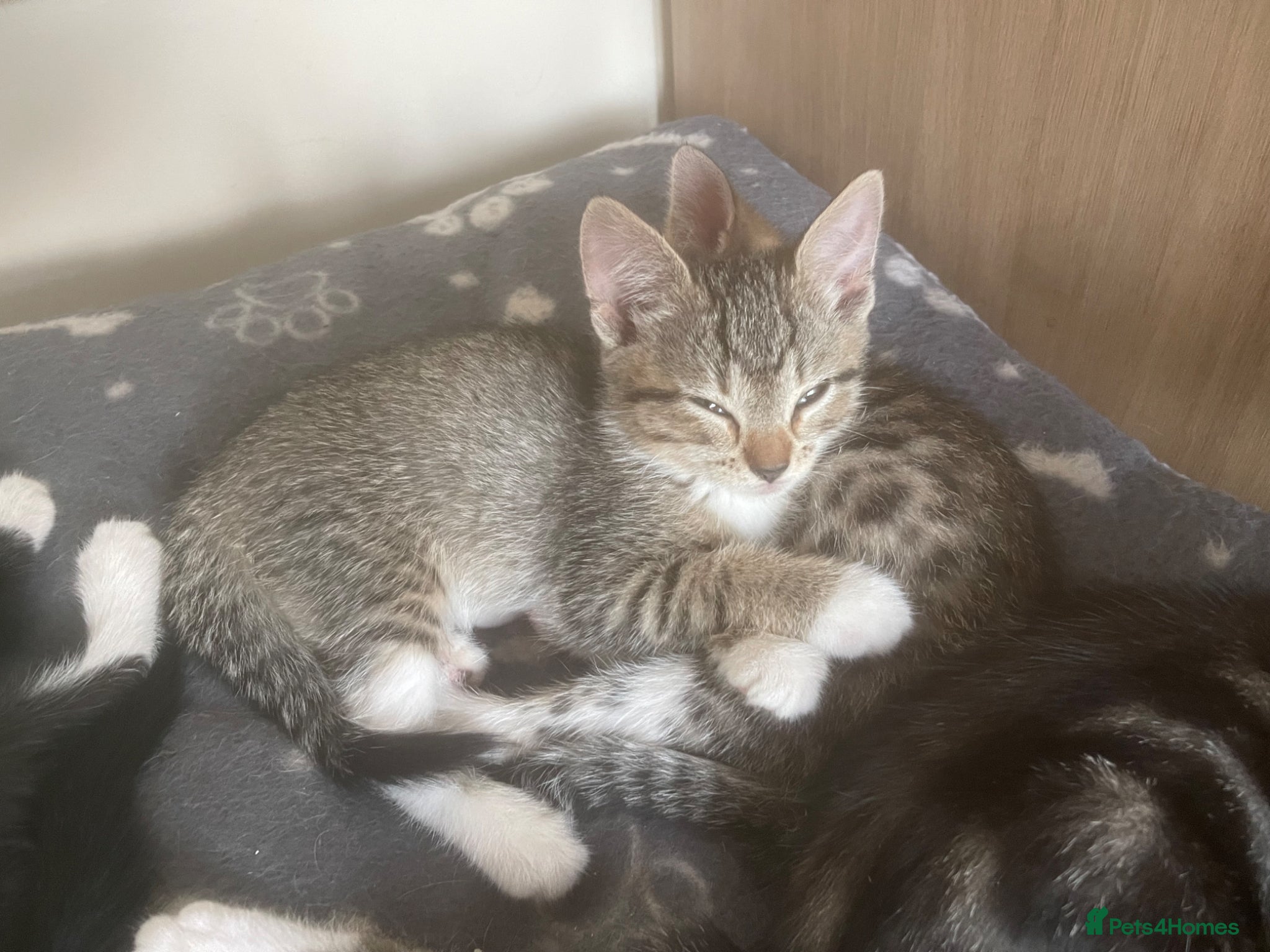 Mixed Breed cats Kittens  - Advert 1