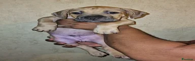 Mastiff Puppy 6