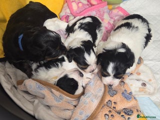 Biewer Terrier dogs for sale - Advert 1