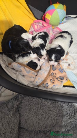 Biewer Terrier dogs - Advert 1