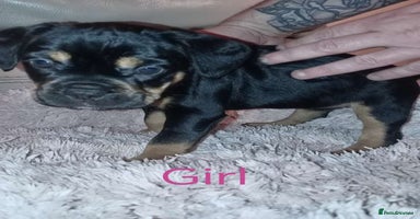 Mixed Breed dogs - Advert 4