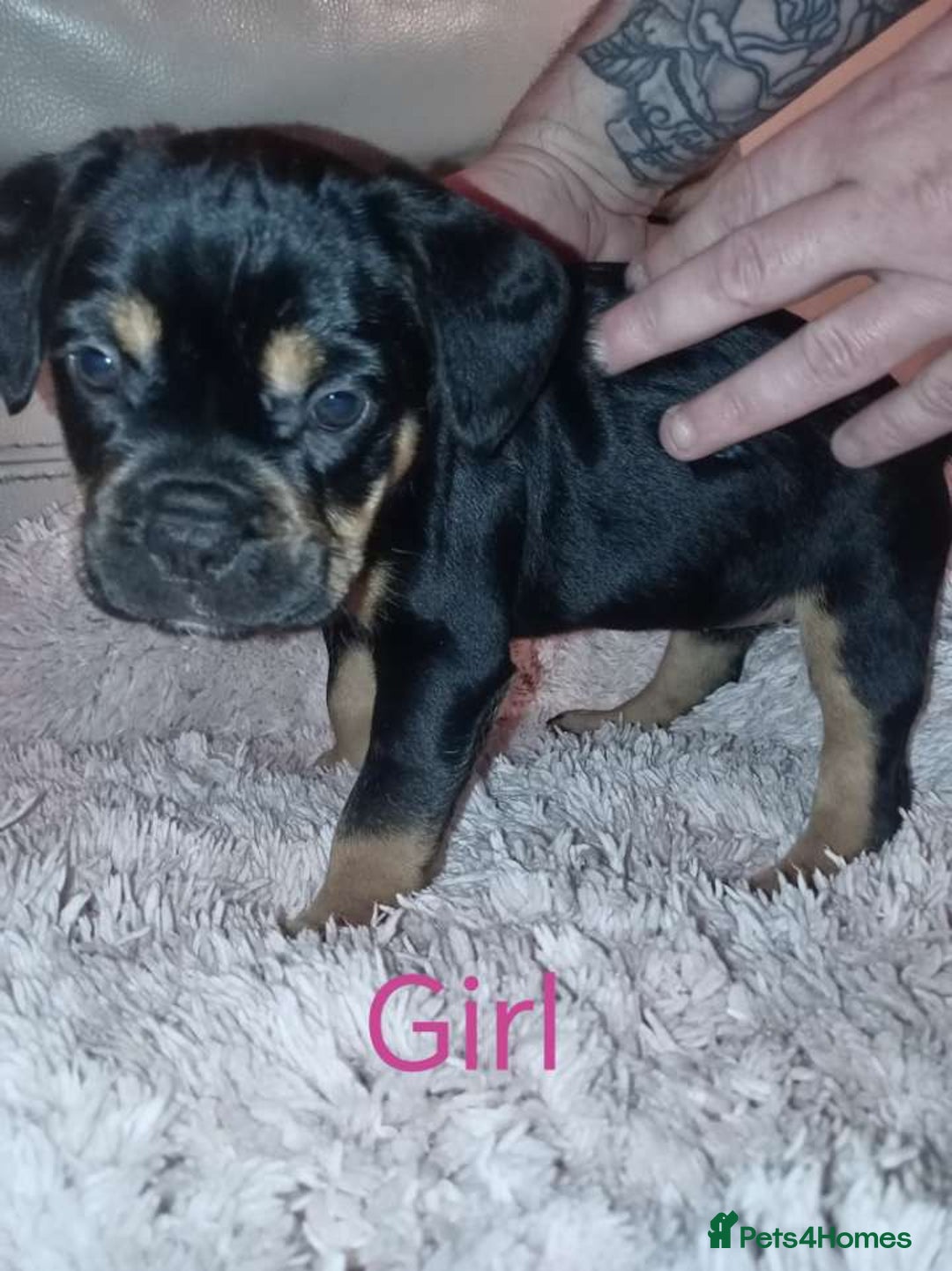 Mixed Breed dogs for sale: FROCKERS. (French bulldog cross cocker spaniel) - Image 2