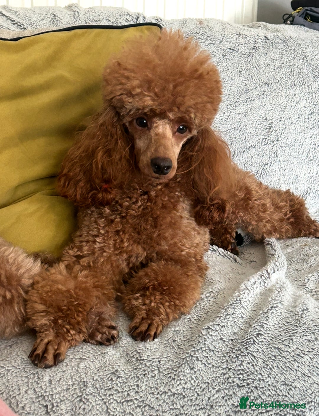 Miniature Poodle dogs for sale: Exceptional miniature poodle puppy  - Advert 2