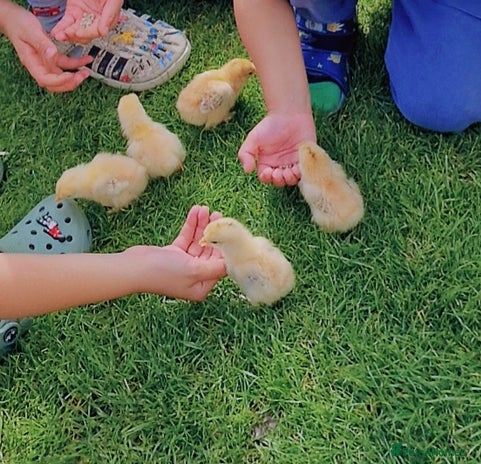 Chickens poultry - Advert 5