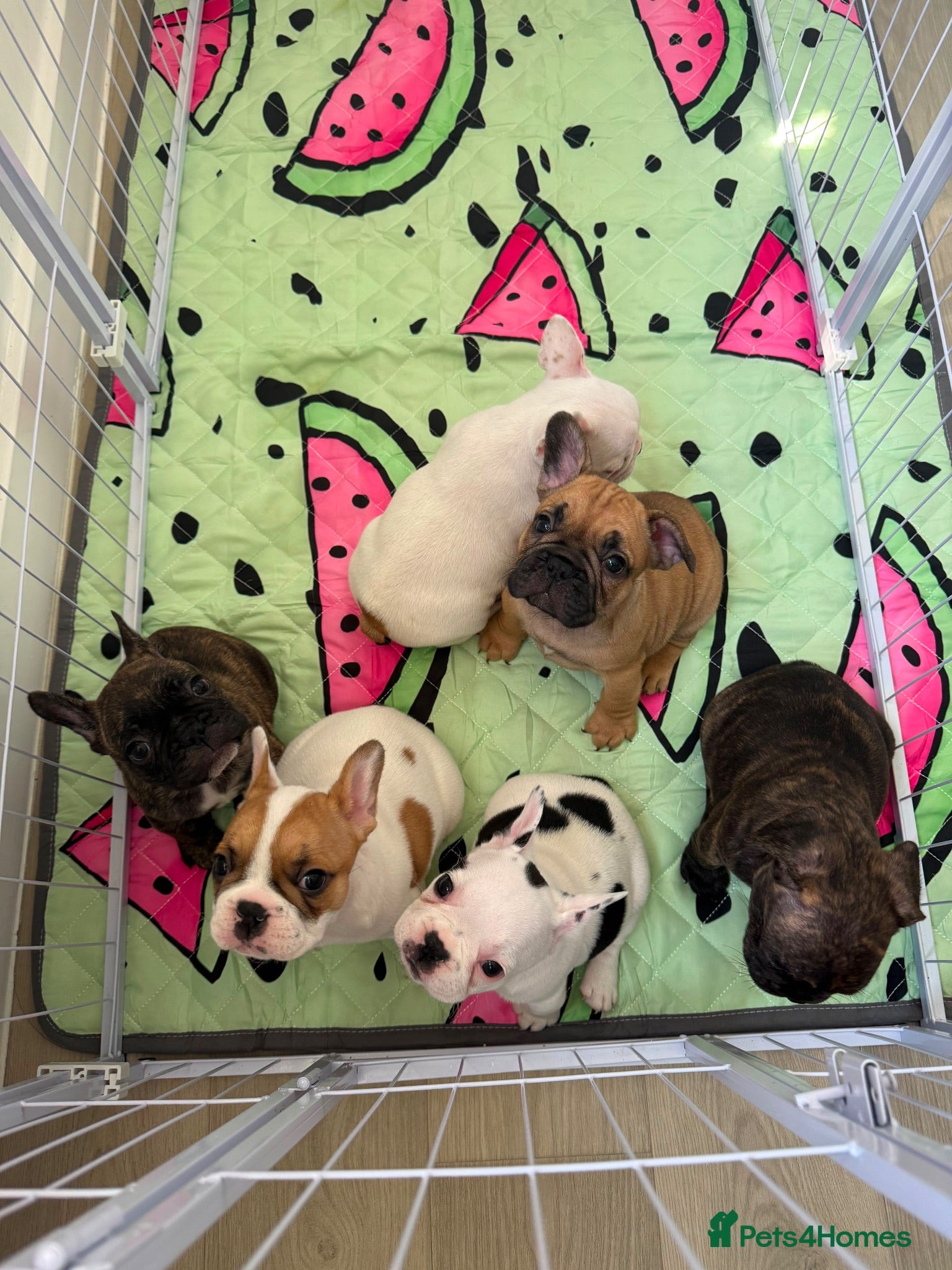 French Bulldog dogs Beautiful Litter of French Bulldogs  - Advert 5