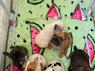 French Bulldog dogs Beautiful Litter of French Bulldogs - Advert 2