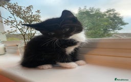 Mixed Breed cats for sale: 3 super fluffy cute kittens  - Image 4