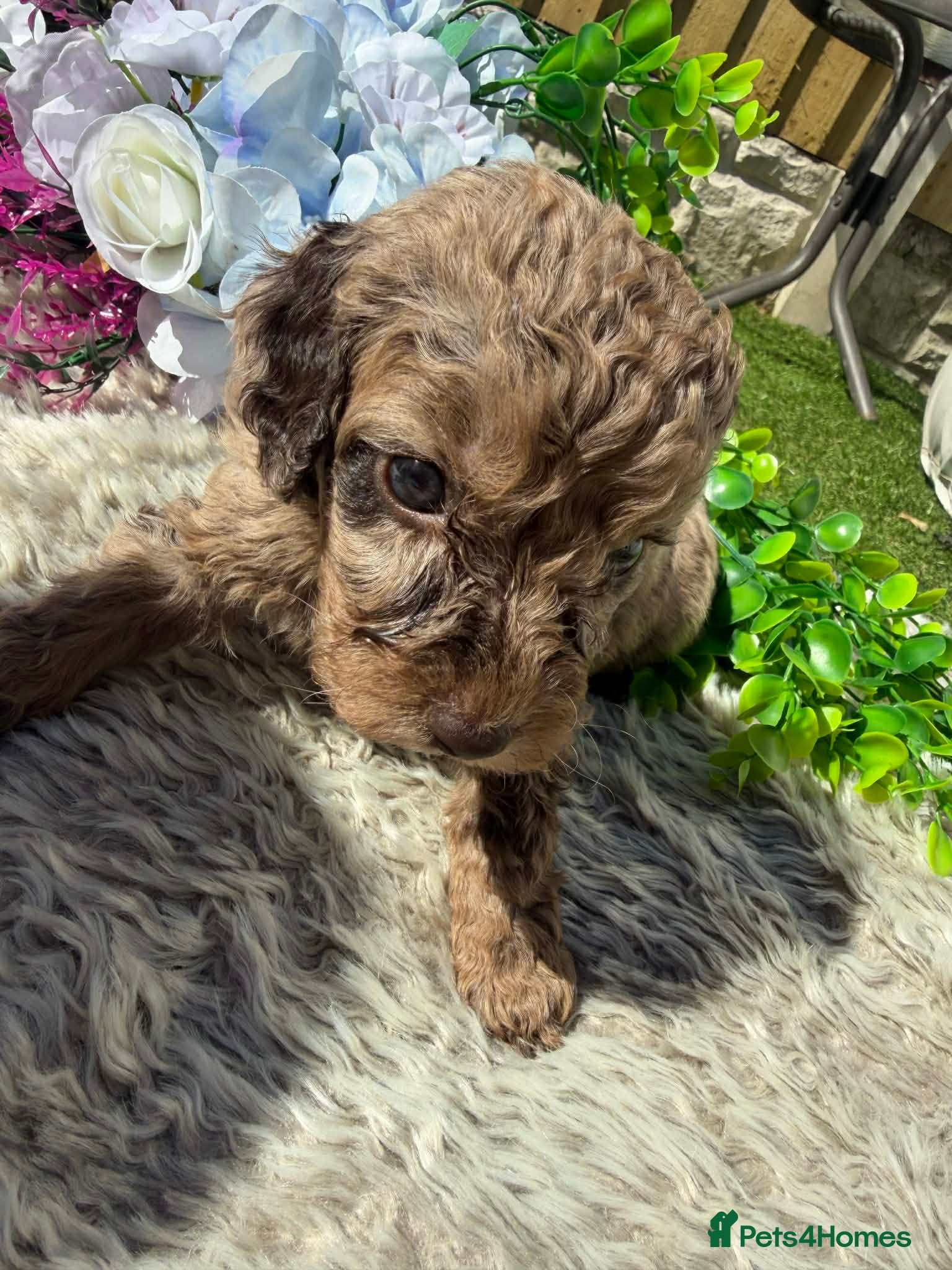 Cockapoo dogs Gorgeous Miniature Cockapoo Puppies 🐾 - Advert 2