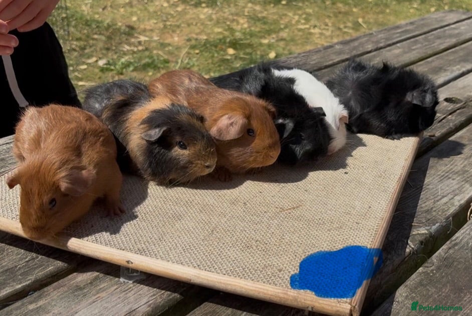 Guinea Pig rodents Beautiful baby guinea pigs. Golden, FUNKY, Swiss - Advert 1