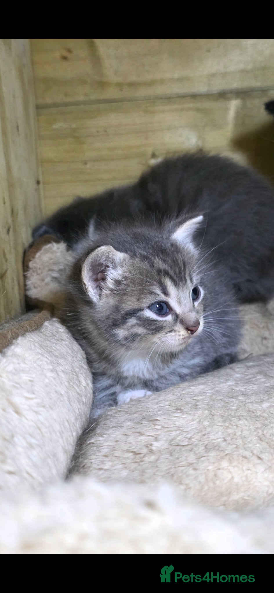 Mixed Breed cats for sale: Tabby farm kittens  - Advert 11