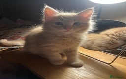 Mixed Breed cats for sale: 2 male kittens for sale - Image 2
