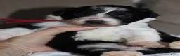 Australian Shepherd dogs for sale: Aussiedoodle puppies F1 health tested parents  - Advert 23