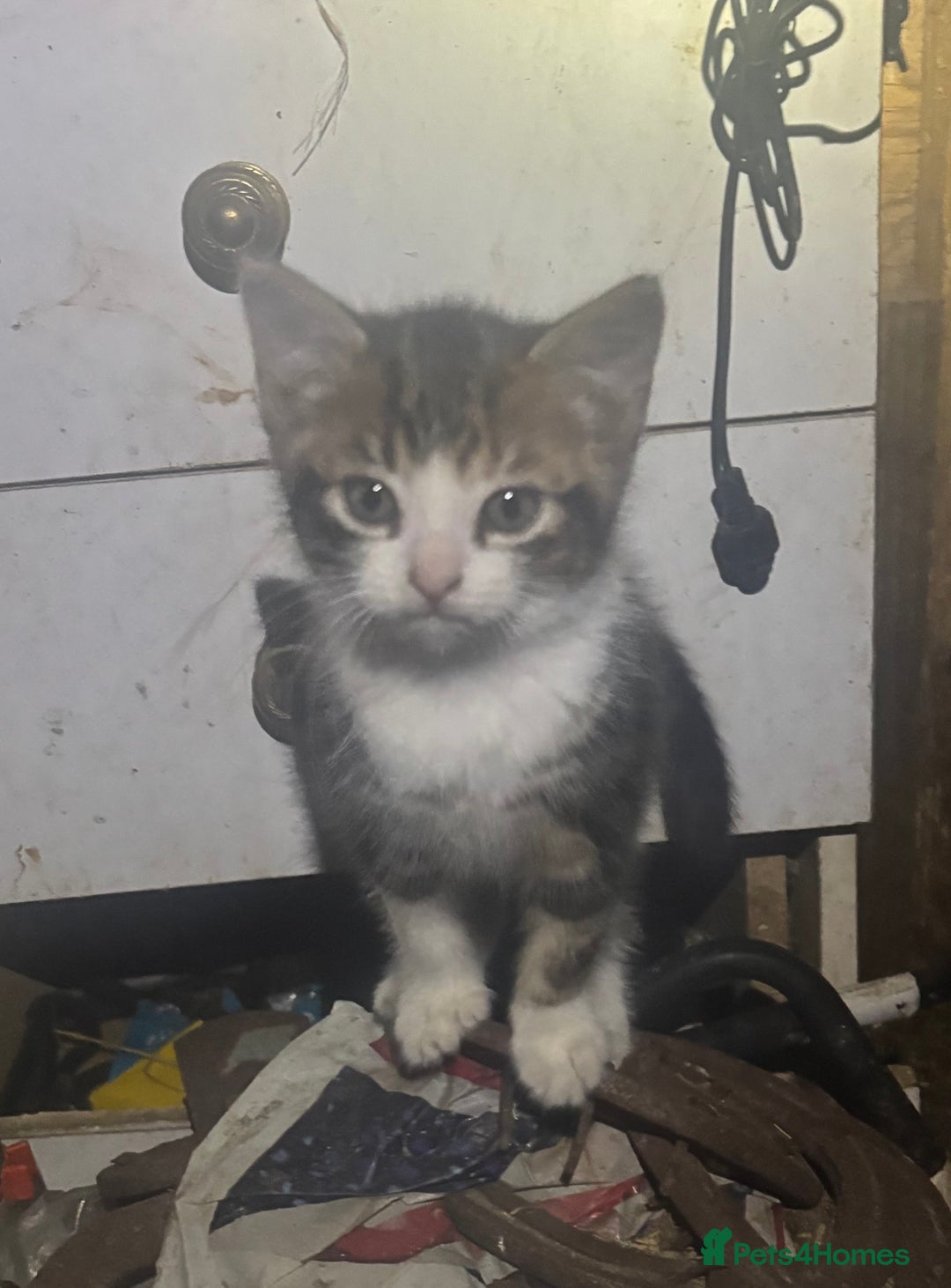 Mixed Breed cats for sale: Four adorable kittens available - Image 2