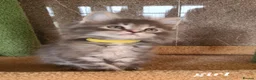 Maine Coon cats for sale: Tica registered girls - Advert 20