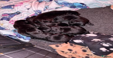 Labrador Retriever dogs - Advert 2