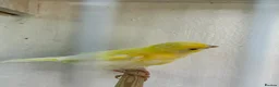 Canaries birds for sale: 3 young canaries for sale - Advert 3