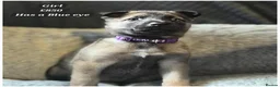 Mixed Breed dogs for sale: SIBERIAN HUSKY X BELGIAN-MALINOS  - Advert 5