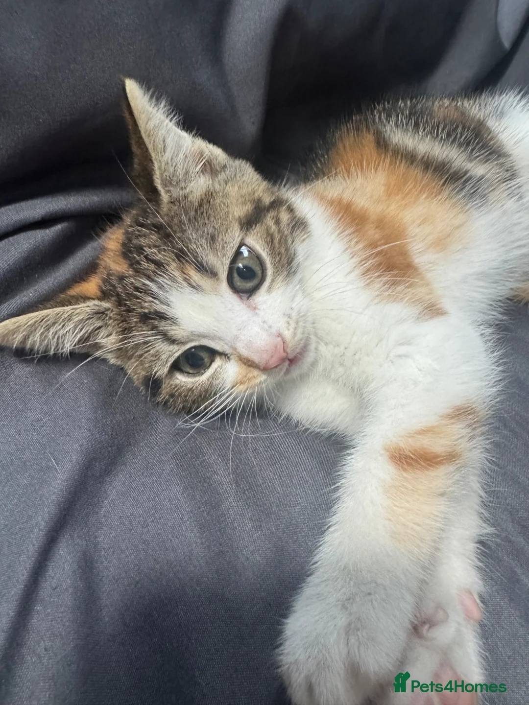 Mixed Breed cats for sale: Female kitten  - Advert 2