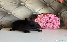 Netherland Dwarf rabbits for sale: rochelles_rabbits pure ND babies for sale - Image 21