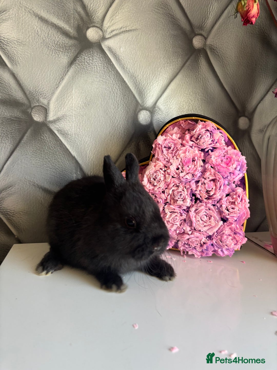 Netherland Dwarf rabbits for sale: rochelles_rabbits pure ND babies for sale - Image 21
