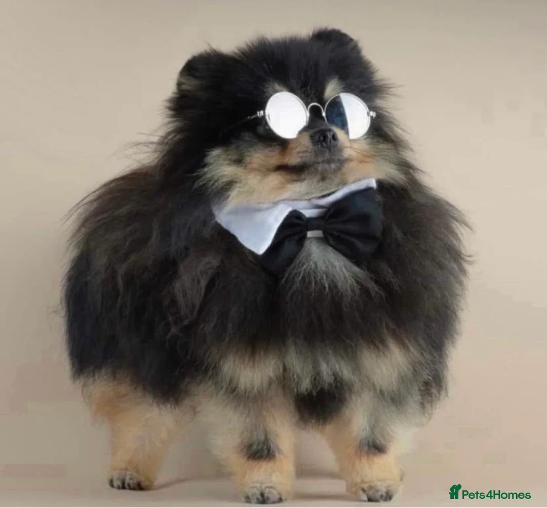 Pomeranian dogs for stud: Biggest Quality Pom StudTeam In uk  in Pontefract - Advert 31