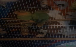Lovebirds birds for sale: Stunning pair of bonded lovebirds  - Image 5