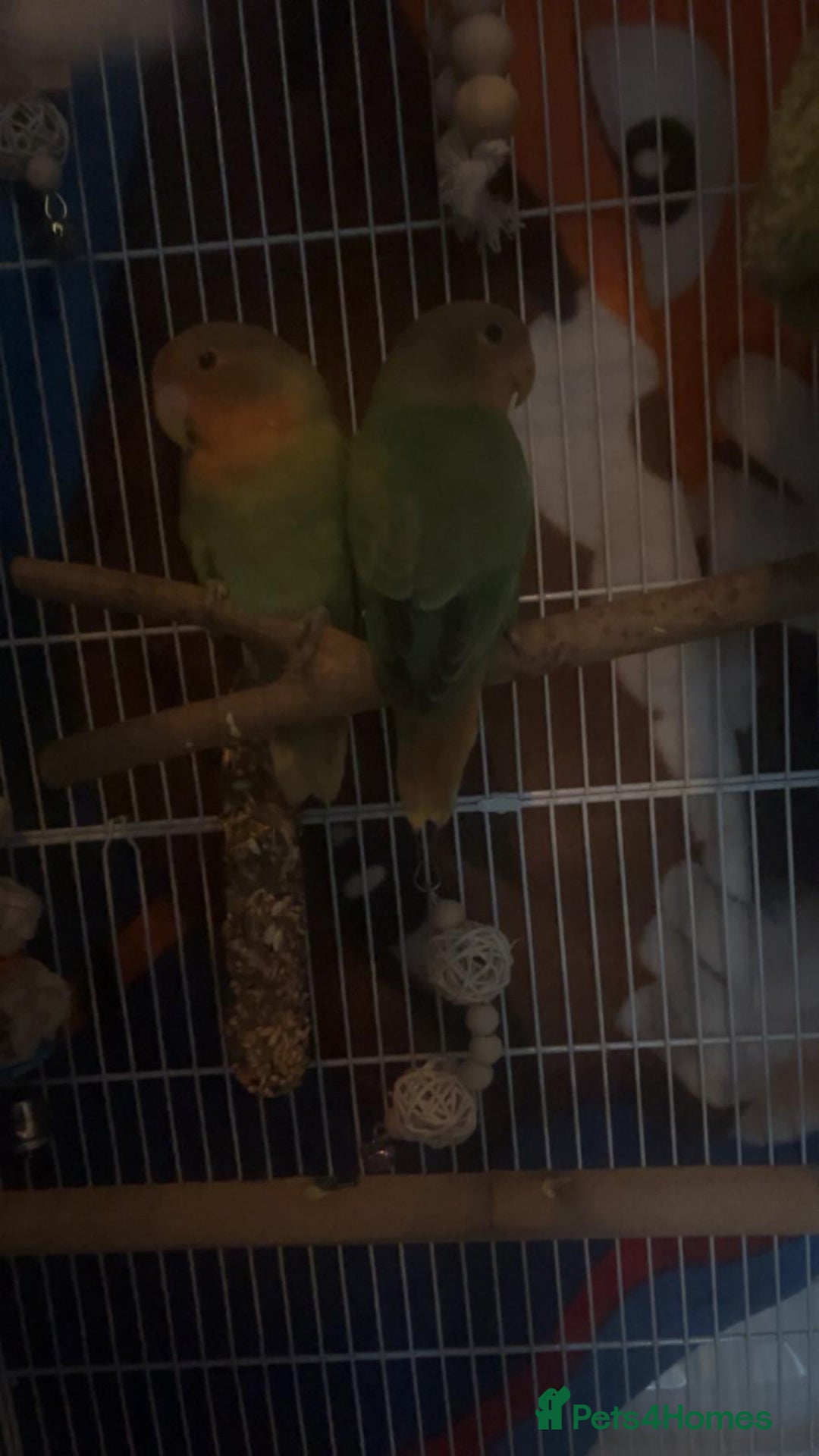 Lovebirds birds for sale: Stunning pair of bonded lovebirds  - Image 5