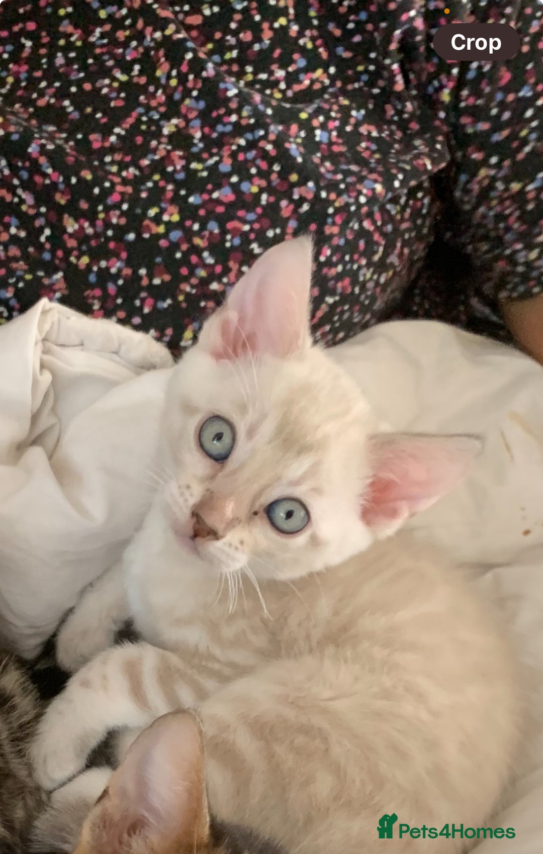 Bengal cats for sale: High Quality Bengal Beauty - Image 18