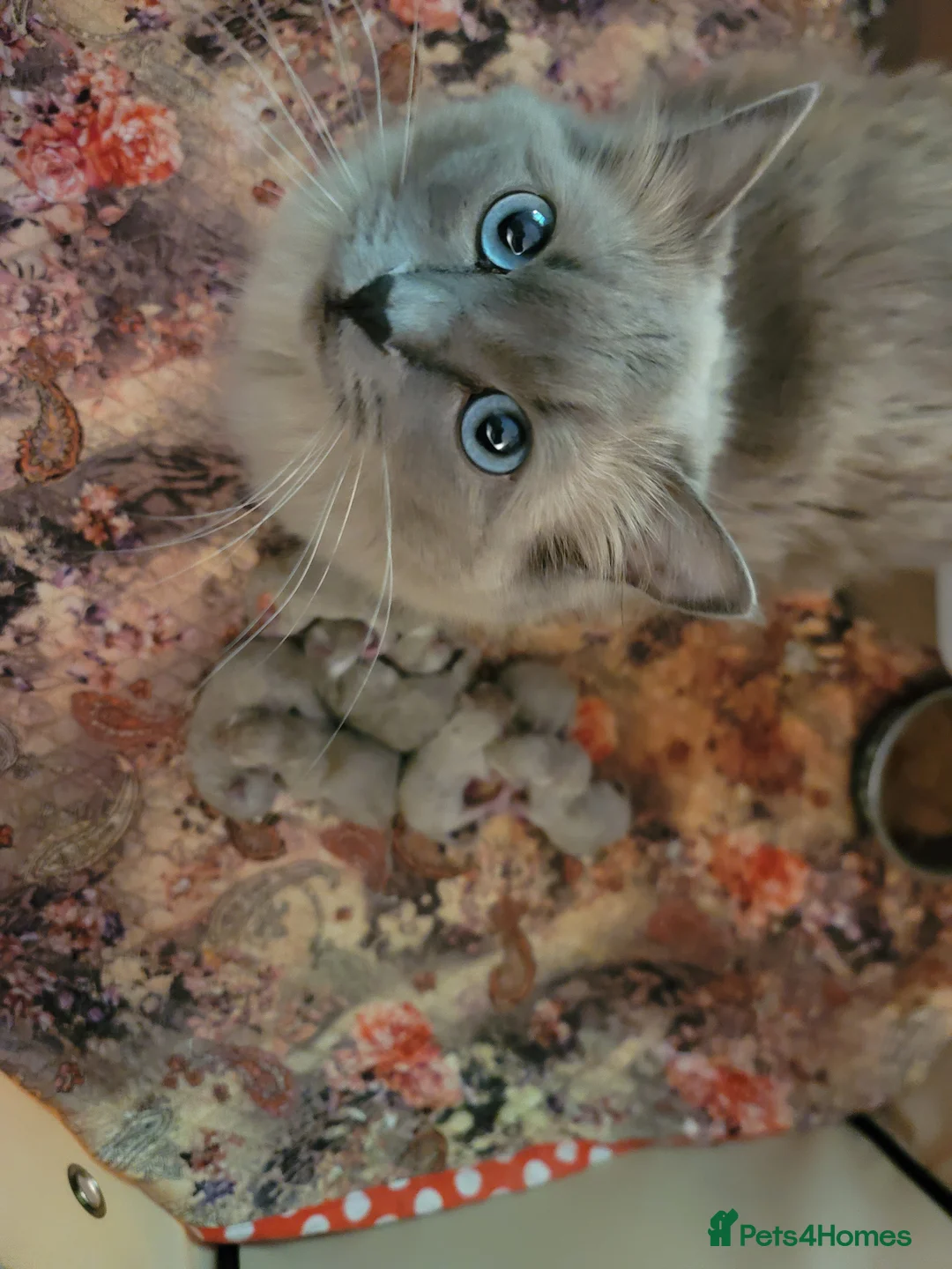 Ragdoll cats for stud: TICA Active blue mitted *True Mink*stud DNA TESTED in Farnborough - Advert 6