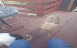 Whippet dogs for sale: Kc registered whippet pups  - Image 8