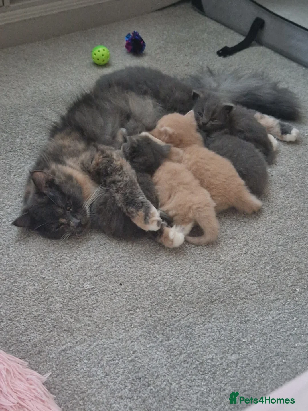 British Longhair cats for sale: Stunning British Longhair Kittens  - Advert 2