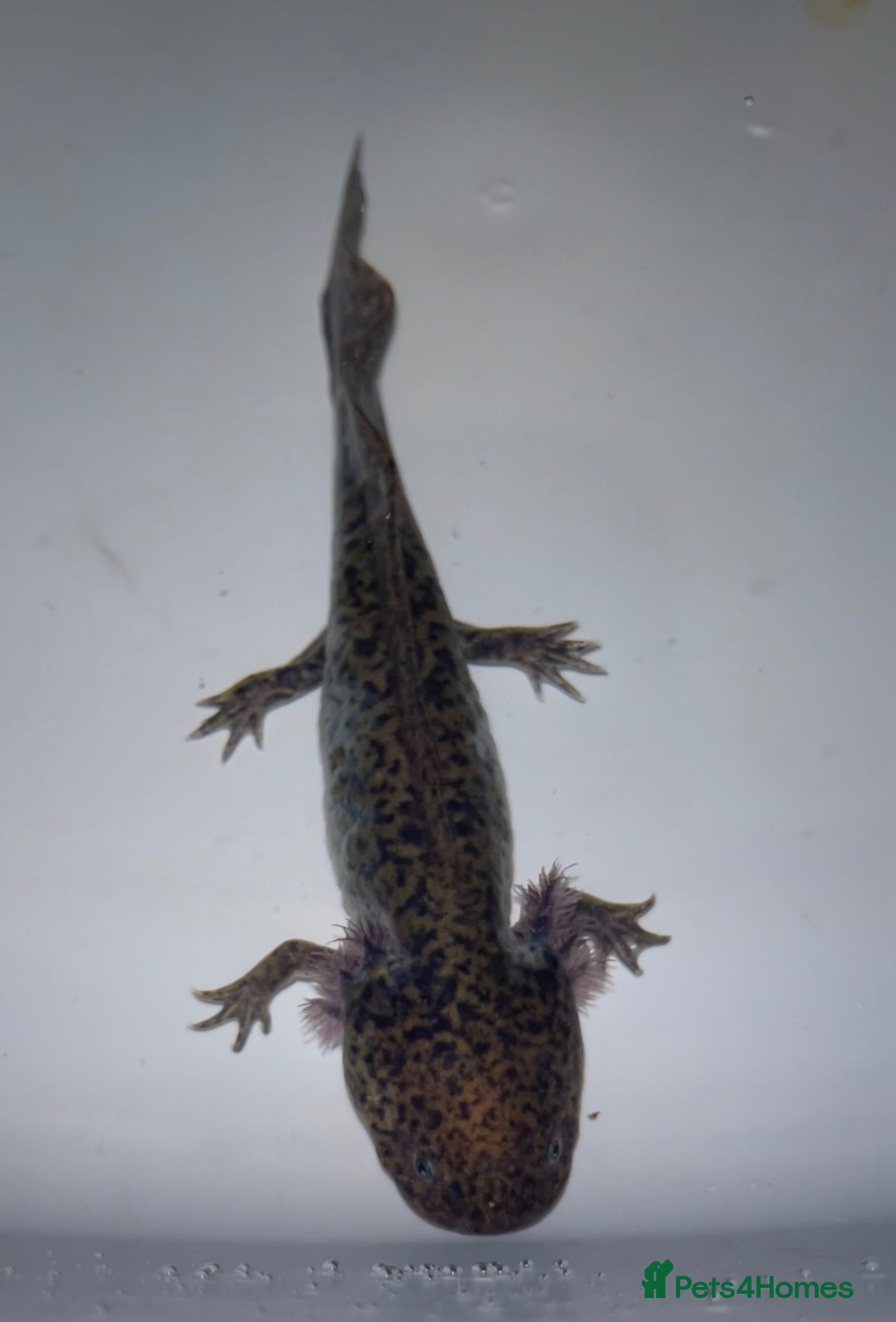 Axolotl reptiles melanoid axolotl - Advert 1